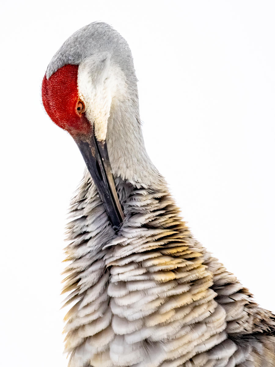 Preening                      #27