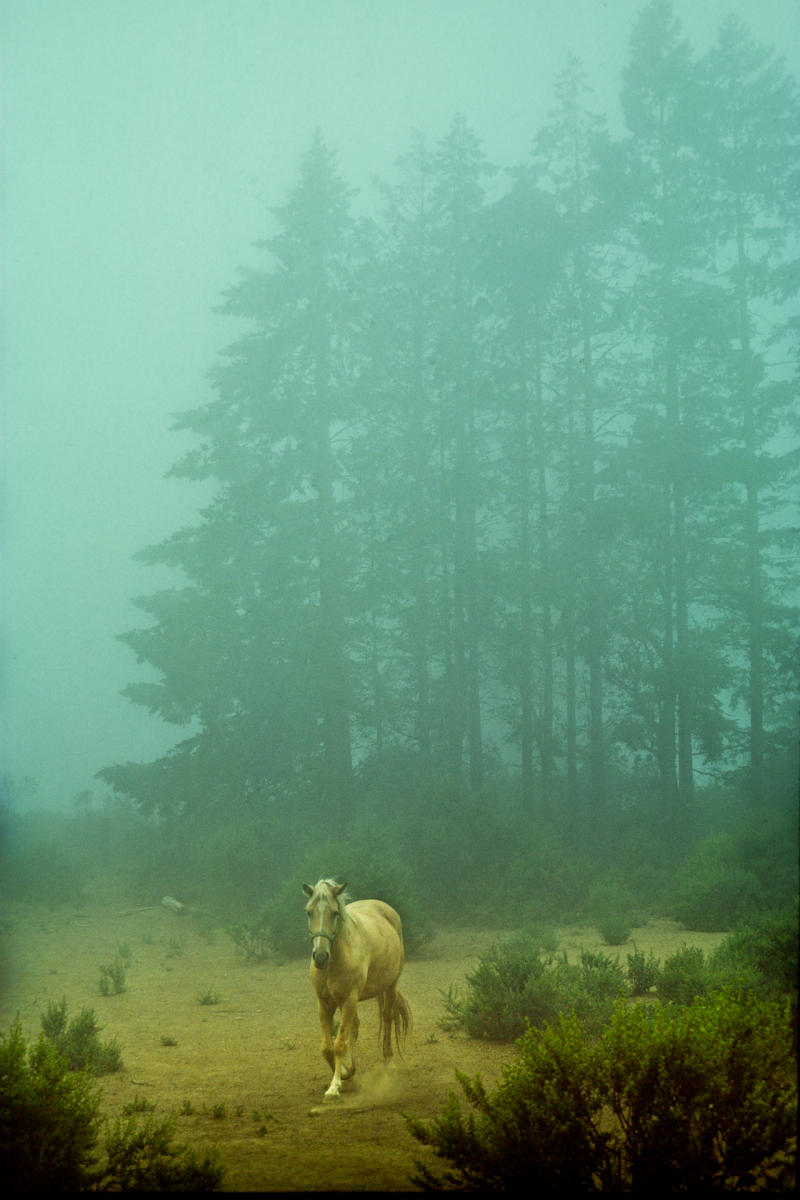 Occidental, CA.........   1976