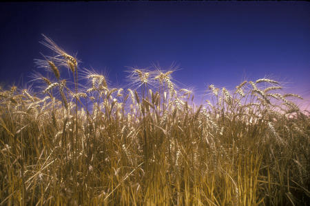 Wheat on Harvest Day.....Canadaigua, NY  1984