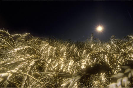 Wheat  Canandaigua, NY  1984