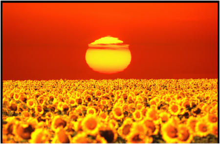 Sunflowers