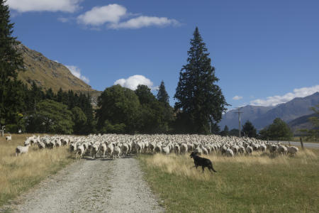 Sheep Muster NZ