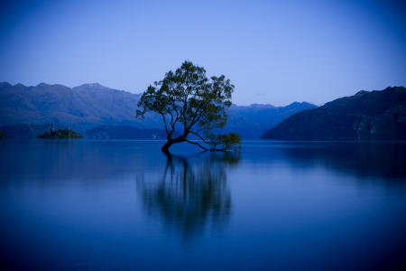 The Lake Wanaka Tree NZ