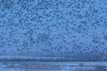 Migration of the Sandhill Cranes..........Kearney, Nebraska